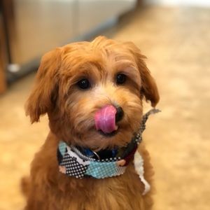 Meet your Posher, Maddie